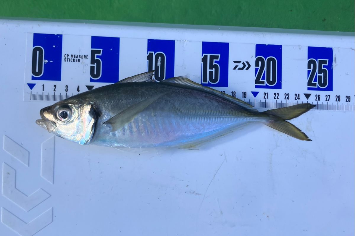 アングラーナーヒャンさんの釣果 2枚目の画像