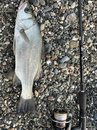 ヒラスズキの釣果