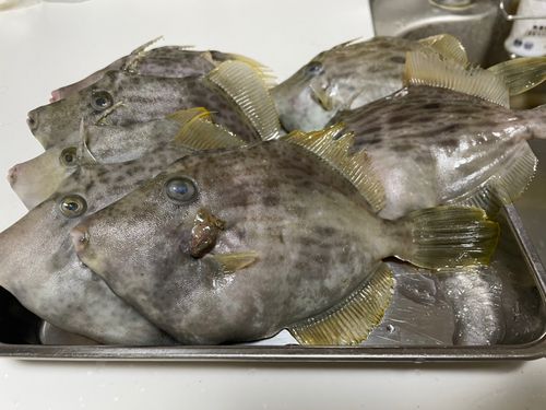 カワハギの釣果