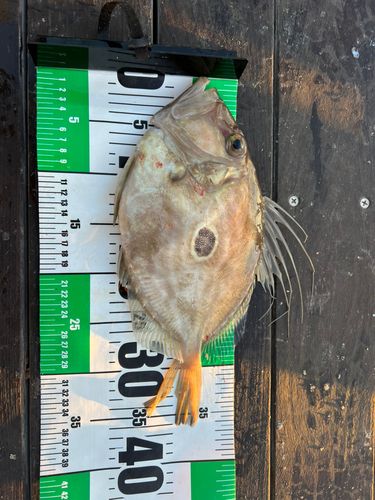 マトウダイの釣果
