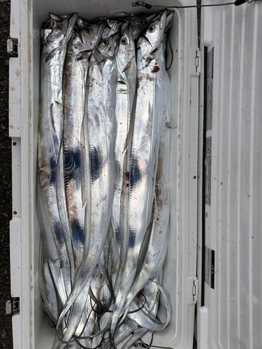 タチウオの釣果