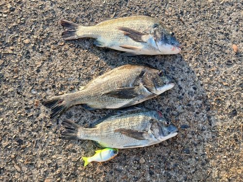 チヌの釣果