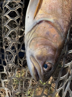 アメマスの釣果