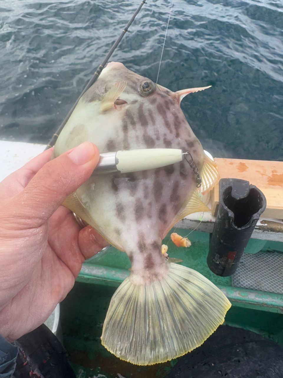 あつんどさんの釣果 3枚目の画像