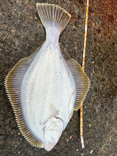カレイの釣果