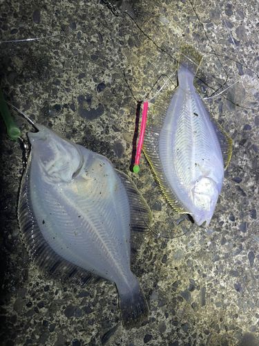 カレイの釣果
