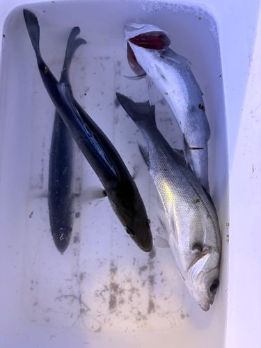 セイゴ（マルスズキ）の釣果