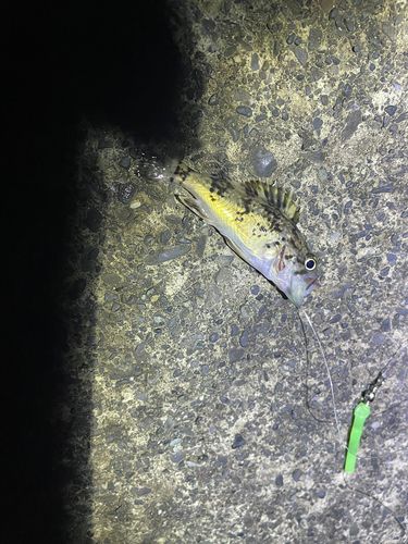 クロソイの釣果