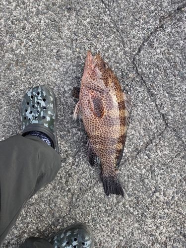 オオモンハタの釣果