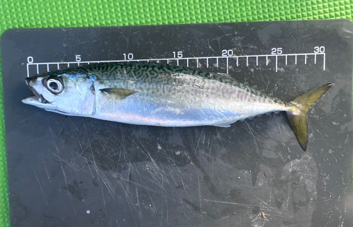 アングラーナーヒャンさんの釣果 3枚目の画像