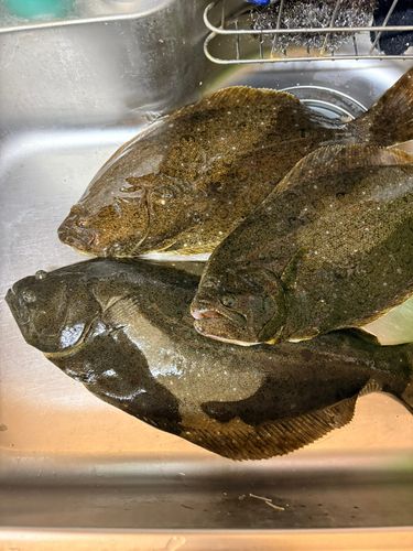 ヒラメの釣果