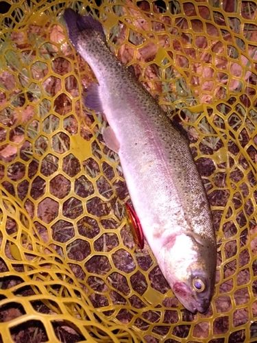 レインボートラウトの釣果