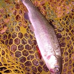 レインボートラウト