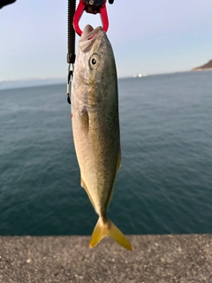 ワカシの釣果