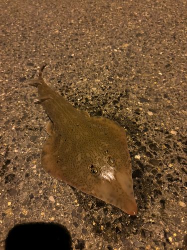 サカタザメの釣果