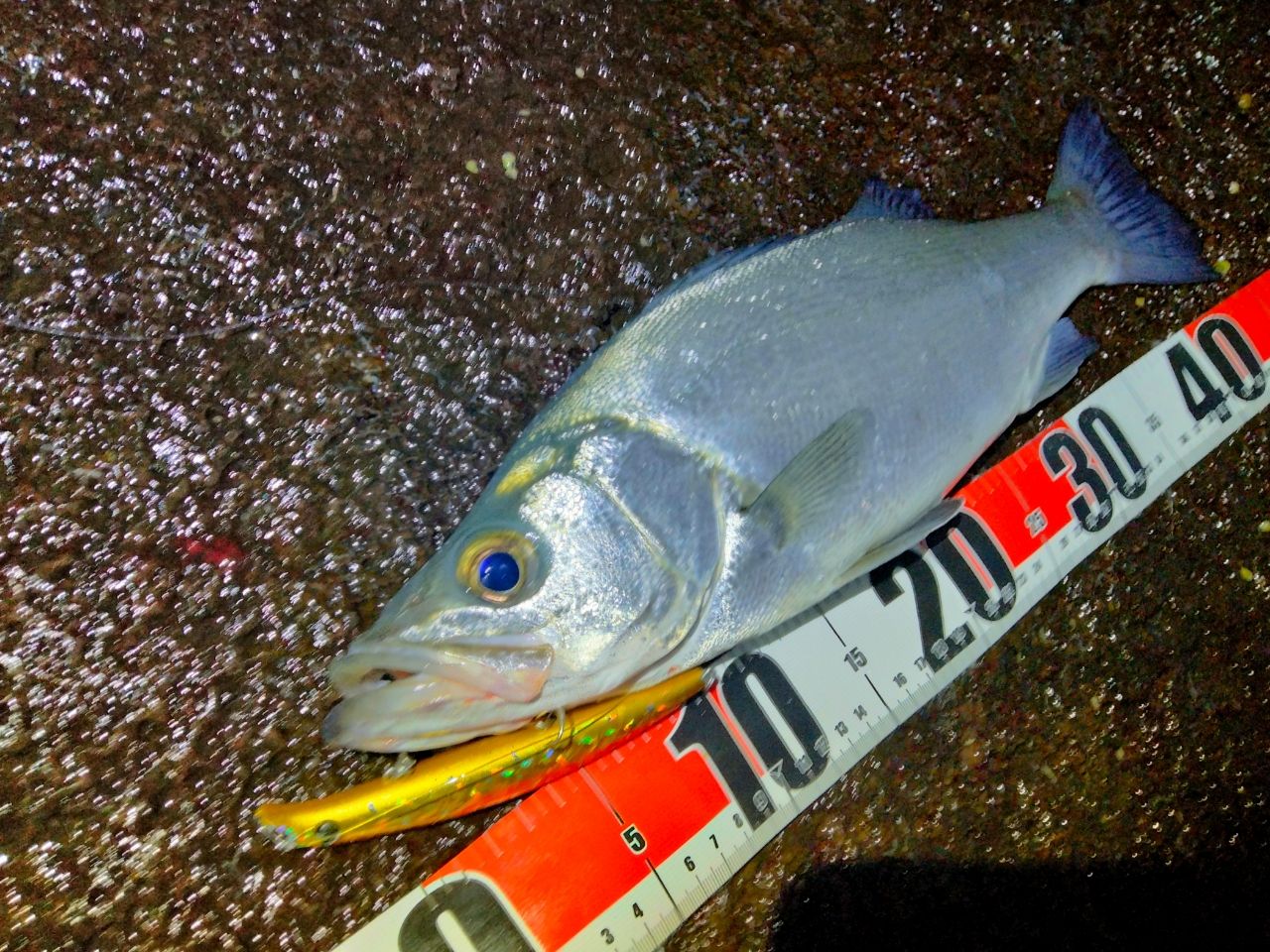 ラテオ110MH DAIWA（ダイワ） 25 ラテオ 110MH-4・K (シーバスロッド) スピニング