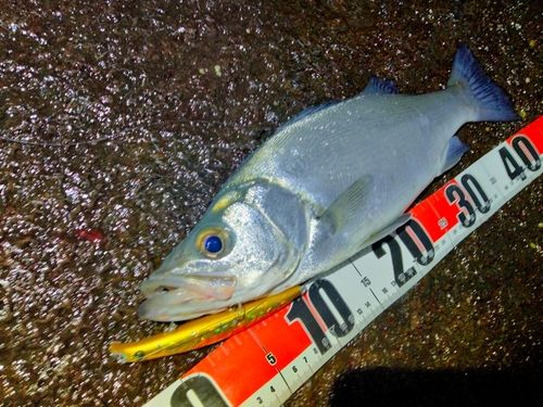 ヒラスズキの釣果