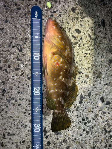 キジハタの釣果