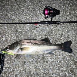 セイゴ（ヒラスズキ）