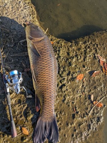コイの釣果