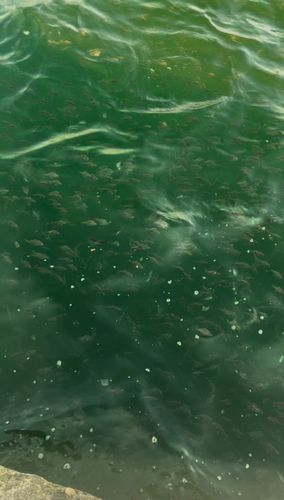 ヒイラギの釣果