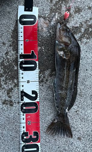 アイナメの釣果