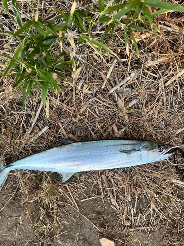 サゴシの釣果