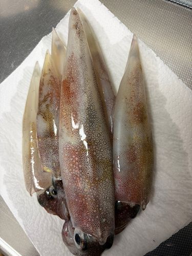 三陸海岸（岩手）