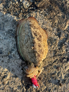 モンゴウイカの釣果