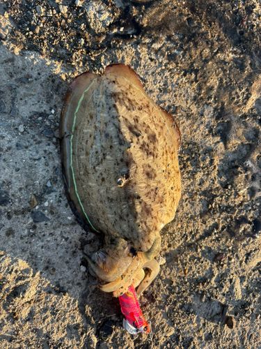 モンゴウイカの釣果
