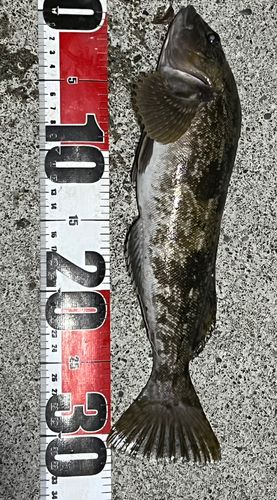 アイナメの釣果