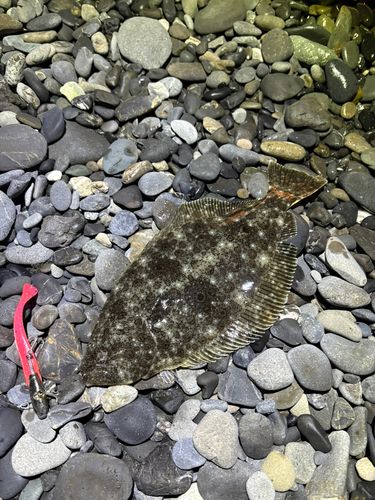 ヒラメの釣果