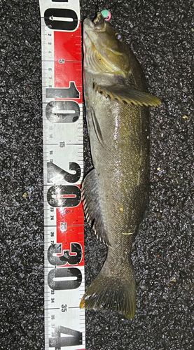 アイナメの釣果