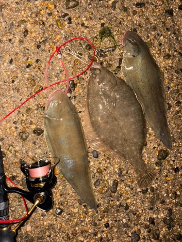 イシガレイの釣果