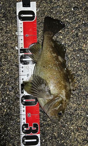 エゾメバルの釣果