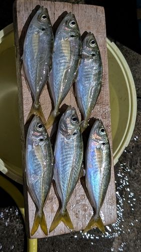 アジの釣果