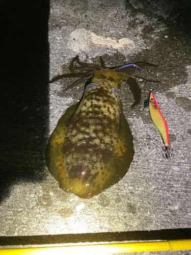 アオリイカの釣果