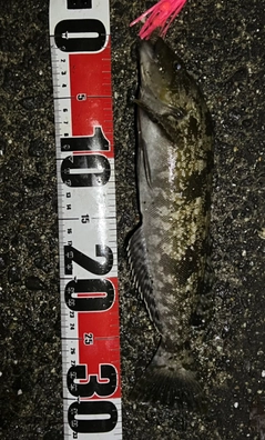 アイナメの釣果