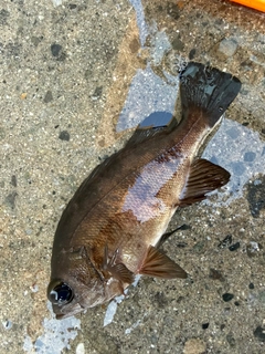 クロメバルの釣果