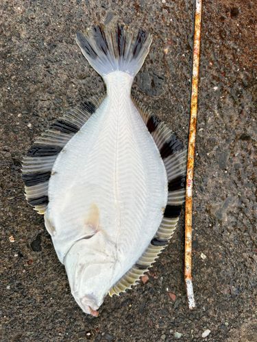カレイの釣果