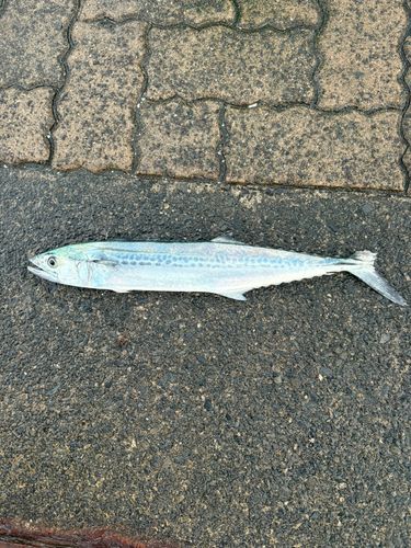 鞠山海遊パーク