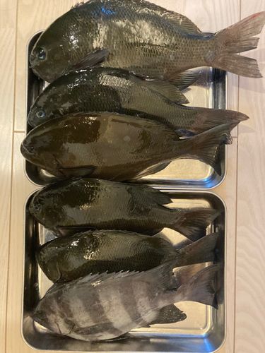 グレの釣果