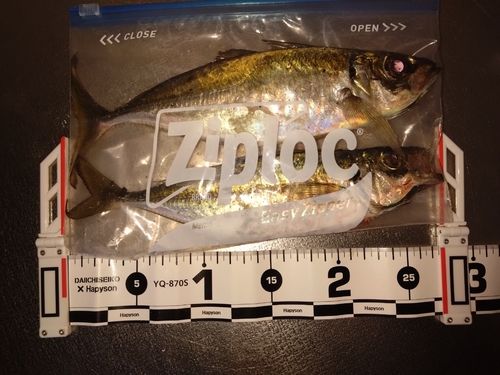 マアジの釣果