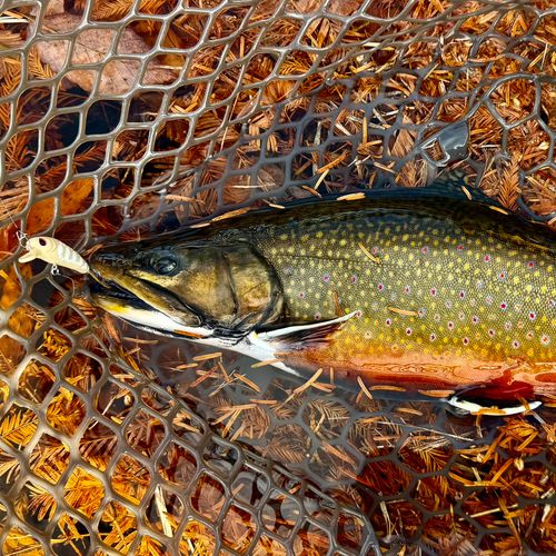 ブルックトラウトの釣果