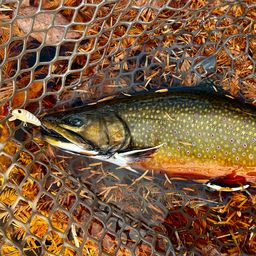 ブルックトラウト