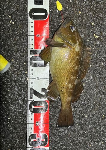 エゾメバルの釣果