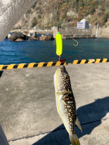クサフグの釣果