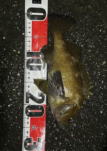 エゾメバルの釣果