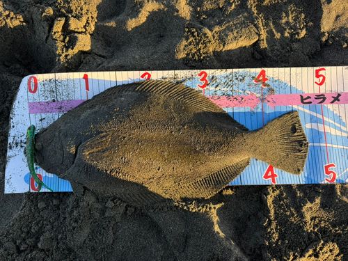 ヒラメの釣果