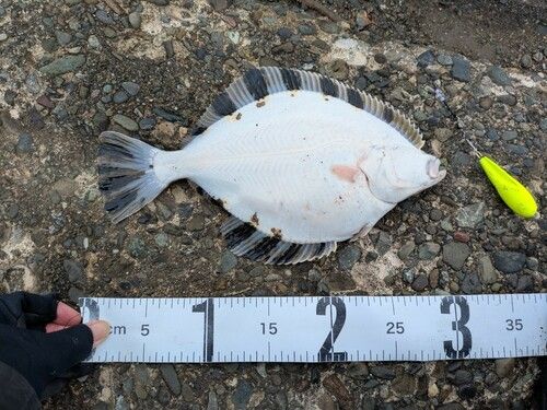 カワガレイの釣果